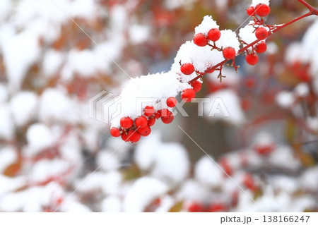 雪をかぶったナンテンの木と赤い実 138166247
