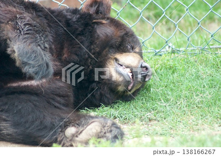 動物園の囲いの中で横たわるツキノワグマ 138166267