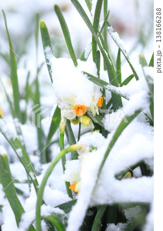 雪をかぶった日本水仙（ニホンズイセン） 138166288