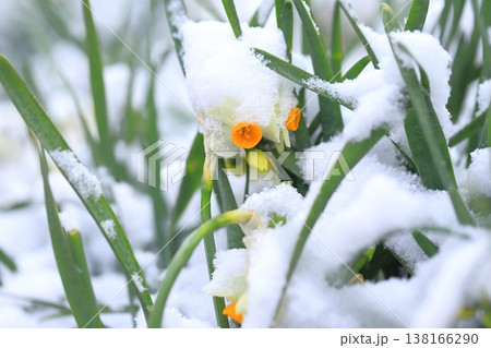雪をかぶった日本水仙（ニホンズイセン） 138166290