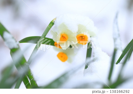 雪をかぶった日本水仙(ニホンズイセン) 雪をかぶった日本水仙(ニホンズイセン) 138166292