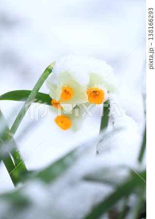 雪をかぶった日本水仙(ニホンズイセン) 雪をかぶった日本水仙(ニホンズイセン) 138166293