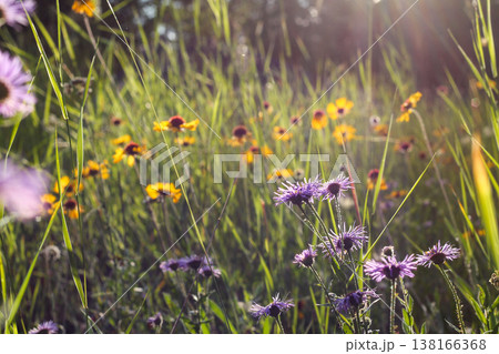 Alpine Meadow Of Purple And Yellow Wildflowers 138166368