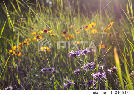 Alpine Meadow Of Purple And Yellow Wildflowers 138166370