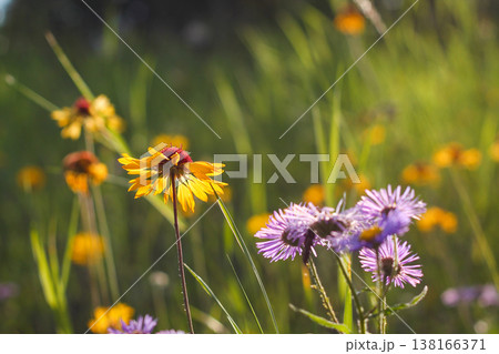 Pairing Of Blanketflower And Showy Aster 138166371