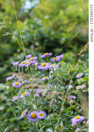 Showy Asters Gracing The Alpine Meadow 138166373