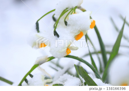 雪をかぶった日本水仙(ニホンズイセン) 雪をかぶった日本水仙(ニホンズイセン) 138166396