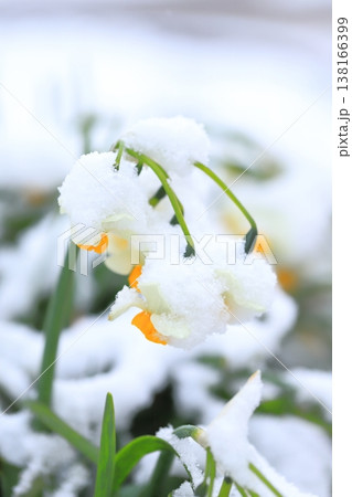 雪をかぶった日本水仙(ニホンズイセン) 雪をかぶった日本水仙(ニホンズイセン) 138166399