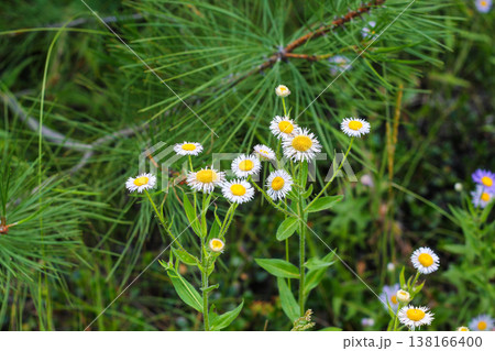 A Fleabane Aster Beside Ponderosa Foliage A Fleabane Aster Beside Ponderosa Foliage 138166400
