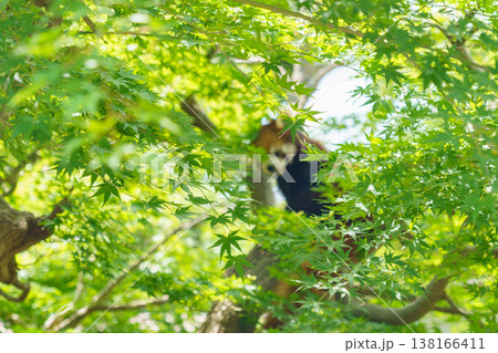 木に登る可愛いレッサーパンダ 138166411