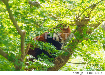 木に登るレッサーパンダ 138166414