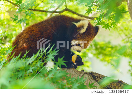 木の上でりんごを食べるレッサーパンダ 木の上でりんごを食べるレッサーパンダ 138166417
