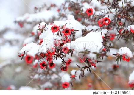 雪をかぶった御柳梅（ギョリュウバイ）　 138166604