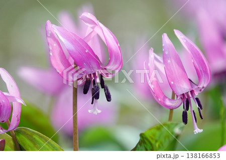 春に咲くピンクのカタクリの花 春に咲くピンクのカタクリの花 138166853