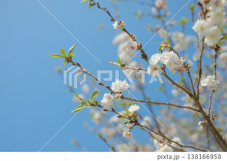 青空に映える桜 青空に映える桜 138166958