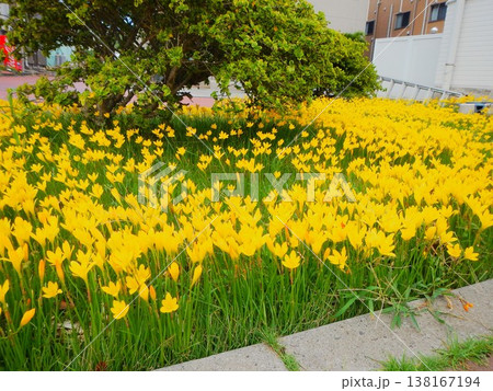 小笠原諸島・父島の庭を彩る黄色いタマスダレの花 小笠原諸島・父島の庭を彩る黄色いタマスダレの花 138167194