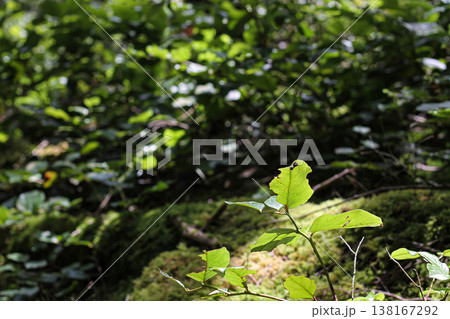 Salal Leaves Catching Sunlight In The Forest Salal Leaves Catching Sunlight In The Forest 138167292