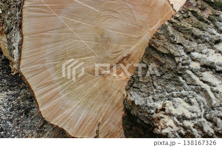 Cut of Tree Trunk After Wood Harvesting Close Up View. Internal cut and outer bark of a sawn tree trunk detailed stock photo Cut of Tree Trunk After Wood Harvesting Close Up View. Internal cut and outer bark of a sawn tree trunk detailed stock photo 138167326