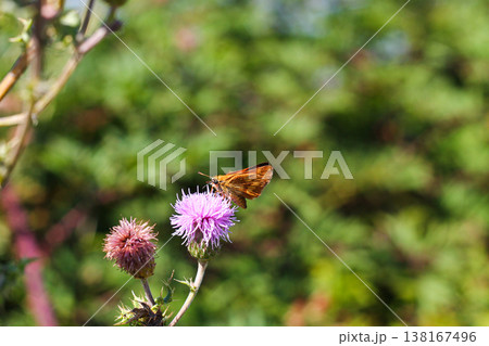 Woodland Skipper Butterfly On Canada Thistle 138167496