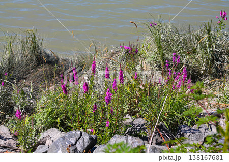 Purple Loosestrife Along The Riverbank Purple Loosestrife Along The Riverbank 138167681