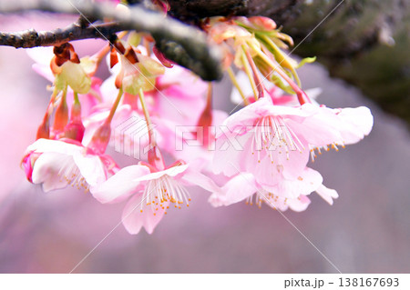 春の訪れを告げる河津桜 春の訪れを告げる河津桜 138167693