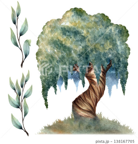 Watercolor willow tree set with branches and leaves, hand painted botanical elements isolated on white background for nature themes, landscape design, prints, packaging, decorative scenes Watercolor willow tree set with branches and leaves, hand painted botanical elements isolated on white background for nature themes, landscape design, prints, packaging, decorative scenes 138167705