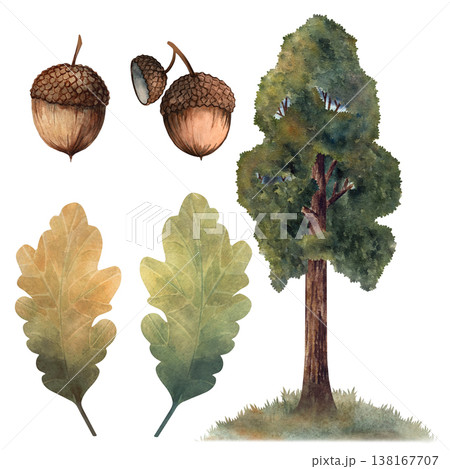 Watercolor oak tree set with leaves and acorns, hand painted botanical elements isolated on white background for autumn themes, forest design, eco branding, packaging, prints, natural compositions 138167707