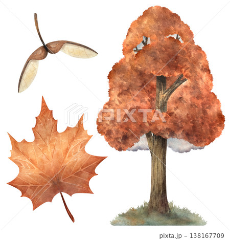 Watercolor maple tree set with leaf and seeds, hand painted botanical elements isolated on white background for autumn themes, seasonal design, branding, packaging, prints, and natural compositions Watercolor maple tree set with leaf and seeds, hand painted botanical elements isolated on white background for autumn themes, seasonal design, branding, packaging, prints, and natural compositions 138167709