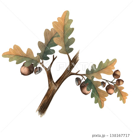 Watercolor oak branch with acorns illustration, hand painted botanical element isolated on white background for autumn themes, forest design, eco branding, packaging, prints, natural compositions Watercolor oak branch with acorns illustration, hand painted botanical element isolated on white background for autumn themes, forest design, eco branding, packaging, prints, natural compositions 138167717