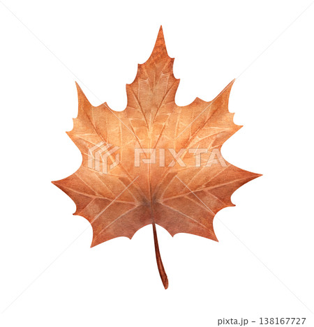 Watercolor maple leaf illustration, hand painted botanical element isolated on white background. Perfect for autumn themes, seasonal design, branding, packaging, prints, and nature compositions 138167727