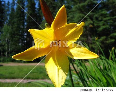 Close Up Of Yellow Daylily Bloom Close Up Of Yellow Daylily Bloom 138167855