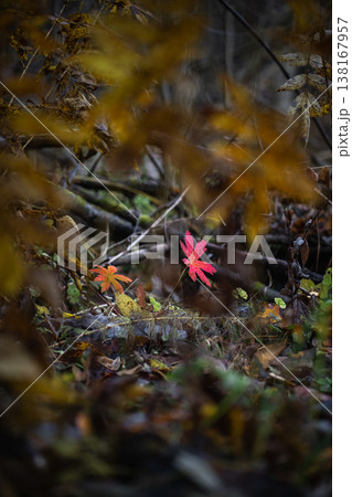 Red leaf on forest floor in autumn Red leaf on forest floor in autumn 138167957