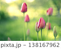 Delicate, pink tulip buds against a background of lush grass. Beautiful unopened tulips in sunlight. 138167962