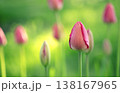 Beautiful unopened tulips against a background of fresh, juicy grass. 138167965