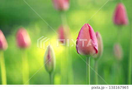 Beautiful unopened tulips against a background of fresh, juicy grass. Beautiful unopened tulips against a background of fresh, juicy grass. 138167965