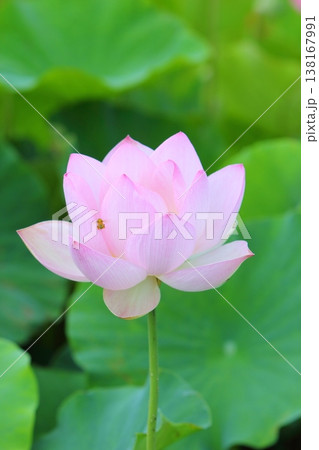 一輪の蓮の花とミツバチ 一輪の蓮の花とミツバチ 138167991