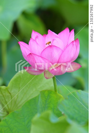 一輪の蓮の花とミツバチ 一輪の蓮の花とミツバチ 138167992