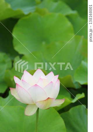 一輪の蓮の花 一輪の蓮の花 138168001