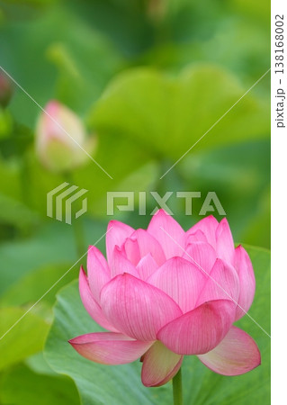 ピンクの蓮の花のクローズアップ ピンクの蓮の花のクローズアップ 138168002