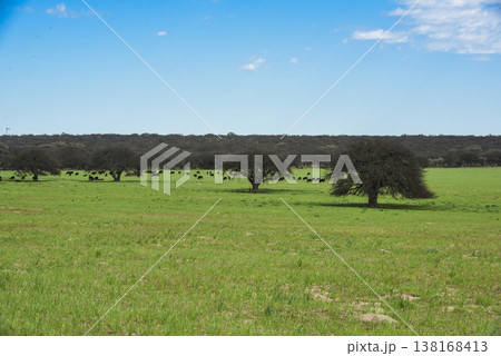 Lonely tree in Pampas Landscape, La Pampa province, Patagonia, Argentina 138168413