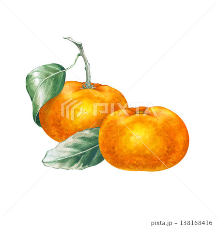 Watercolor composition with two juicy whole tangerines and green leaves. Botanical illustration with ripe exotic fruits on an isolated background. For food packaging design. 138168416