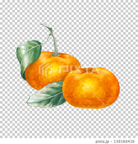 Watercolor composition with two juicy whole tangerines and green leaves. Botanical illustration with ripe exotic fruits on an isolated background. For food packaging design. 138168416