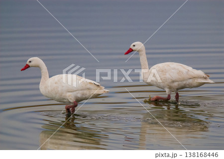 Coscoroba swans with chicks, La Pampa 138168446