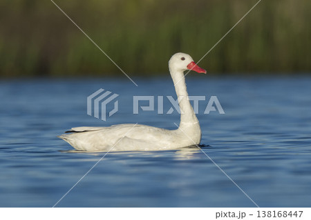 Coscoroba swans in lagoon envirinment, La Pampa 138168447