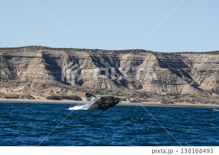 Sohutern right whale jumping, endangered species, 138168493