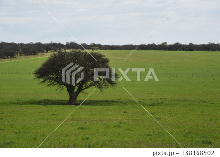 Lonely tree in Pampas Landscape, La Pampa province, Patagonia, Argentina 138168502