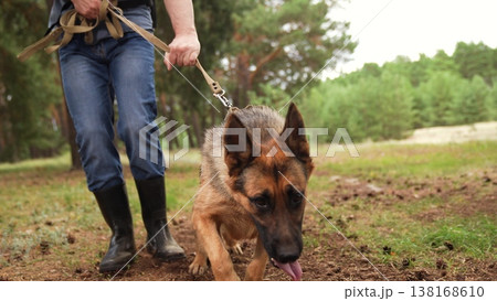 Outdoor Dog Fun, Smart Working Dog, Exploring Nature with Dog, Forest Adventure Dog, Calm German Shepherd, Protective Pet on Guard, Faithful Companion, Well-Behaved, Energetic Puppy, Loving Pet 138168610