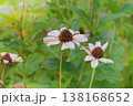 Nature floral background in sunny day. Dry Coreopsis growing in autumn garden. Dry seeds forlandscape. Cottage garden. 138168652