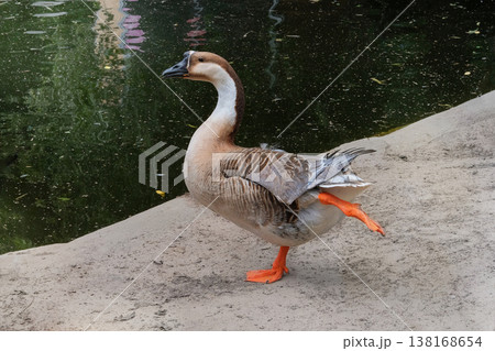 Summer day. Duck walks by a pond on a sunny day. Water bird. 138168654