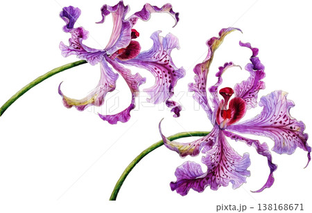 Watercolor Illustration of Two Exotic Purple Orchids 138168671